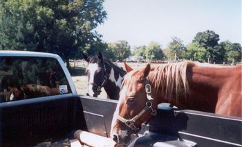 Mekeezun and Boomer helping 2002
