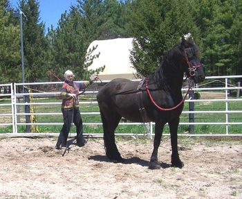 Ground driving training
