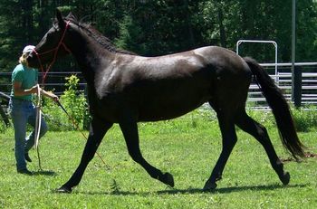 Nice trot, Summer 2010
