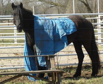 Just hanging out under the tarp, April 2010
