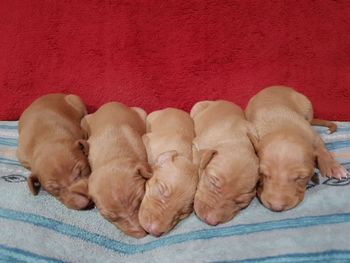 Our five handsome male puppies!
