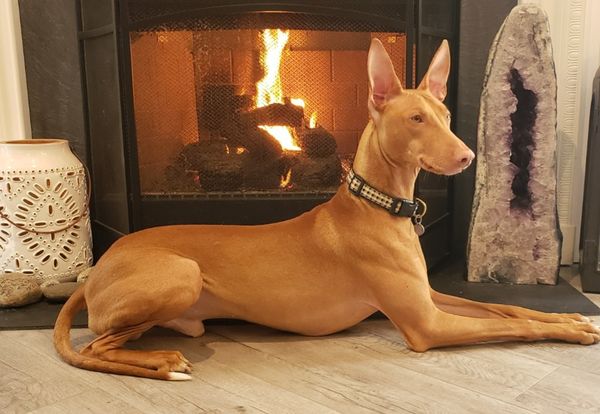 Black pharaoh sale hound for sale