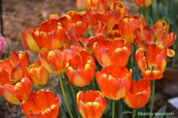 Philadelphia Flower Show
