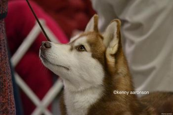 Philadelphia Dog Show
