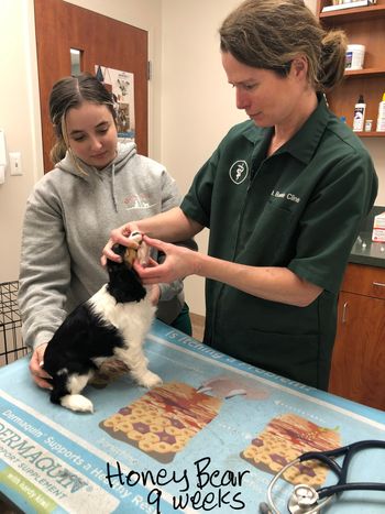 Dr. Cline examines the pups
