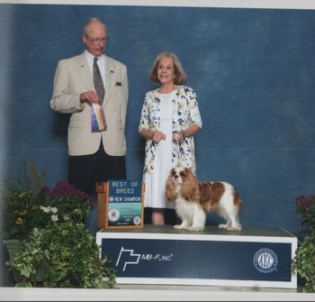 Cosmo-New AKC Champion!
