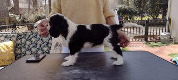 Our show hopeful, Blossom
