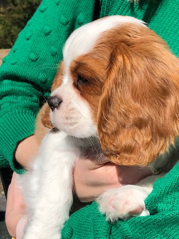Beautiful puppy Eloise
