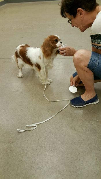 Dino passed his AKC Star Puppy class and got some doggy ice cream!
