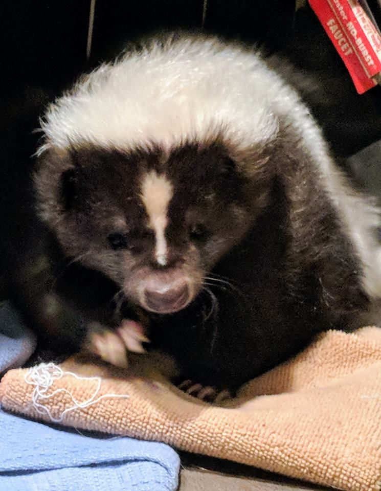 Indiana Skunk Rescue - Our Skunk Photos