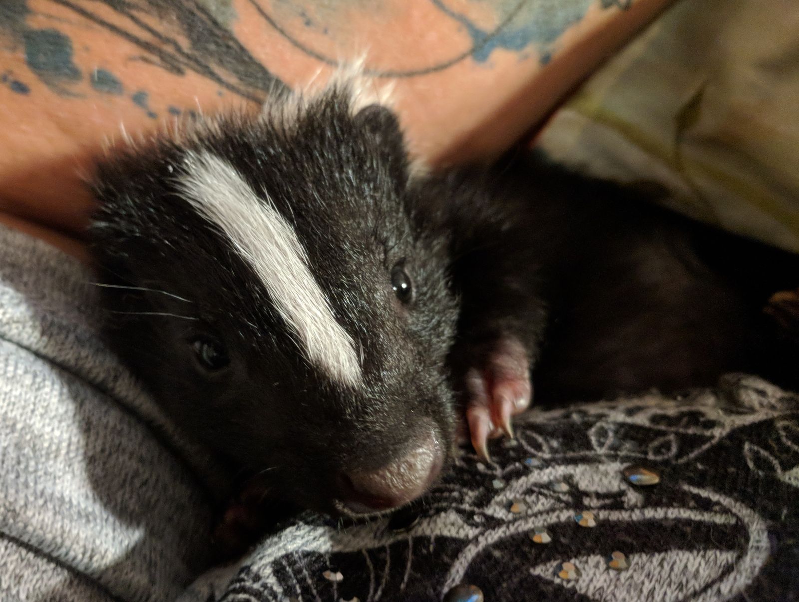 Indiana Skunk Rescue - Our Skunk Photos