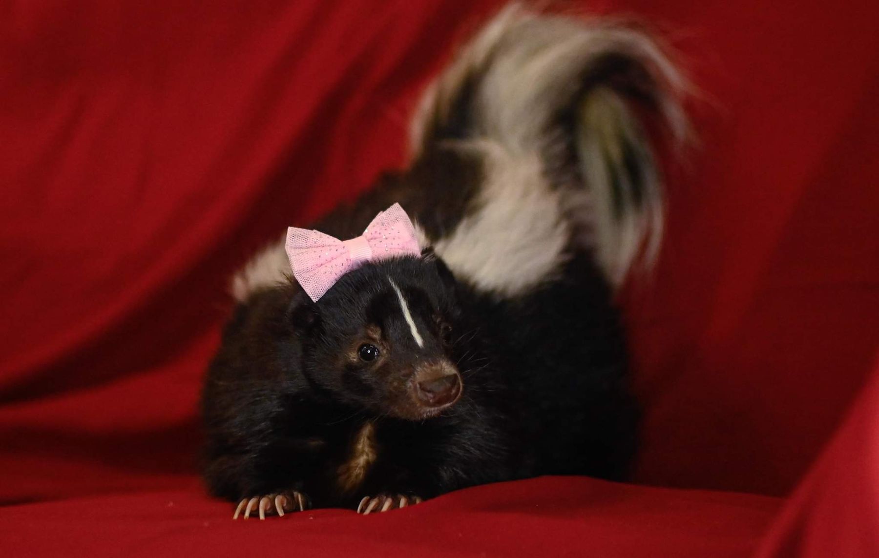 Indiana Skunk Rescue