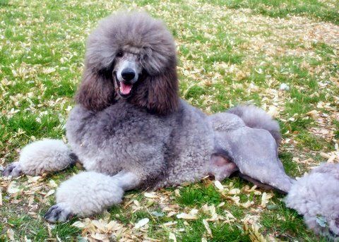 Noriko Poodles - Standard