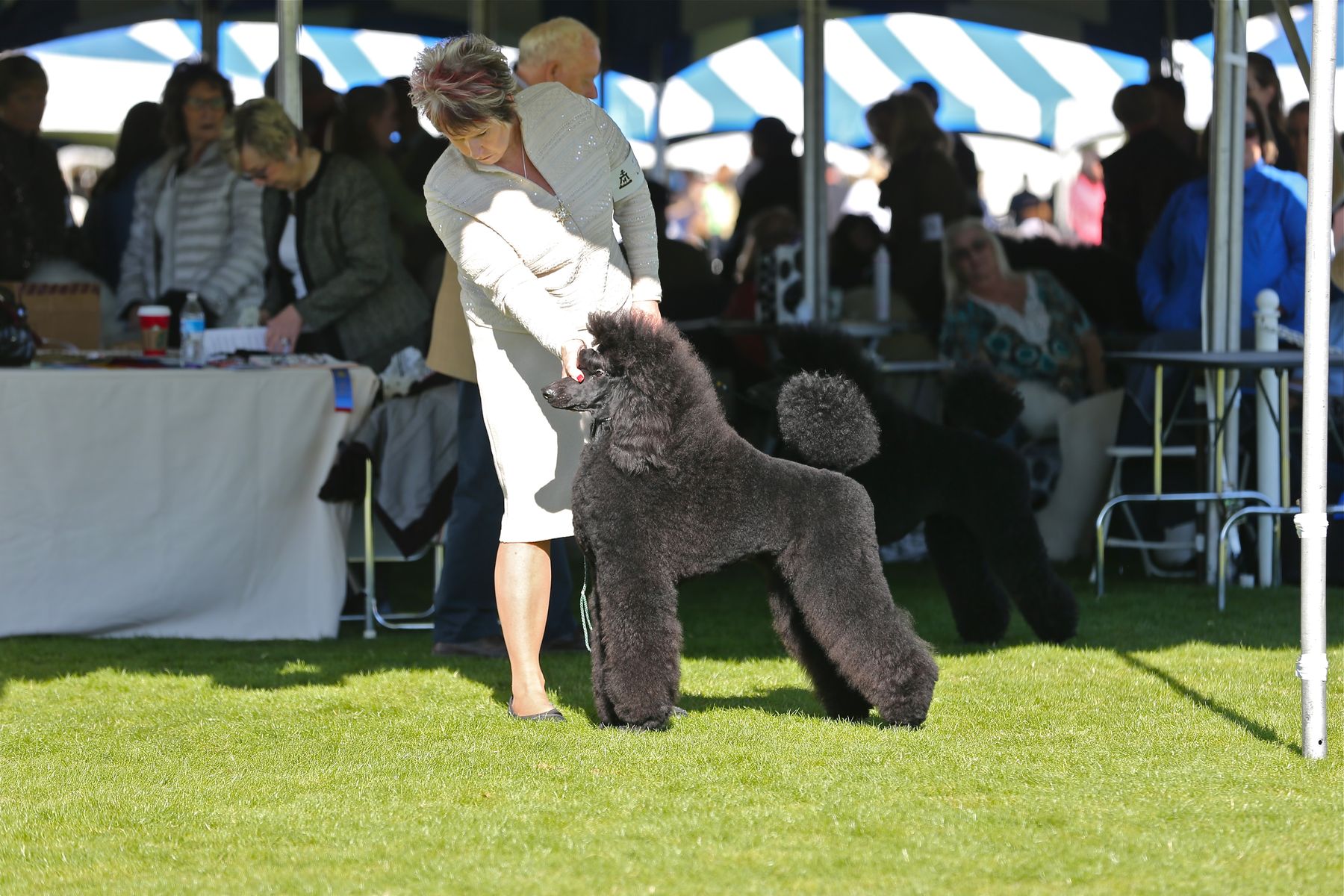 Jaset poodles sales