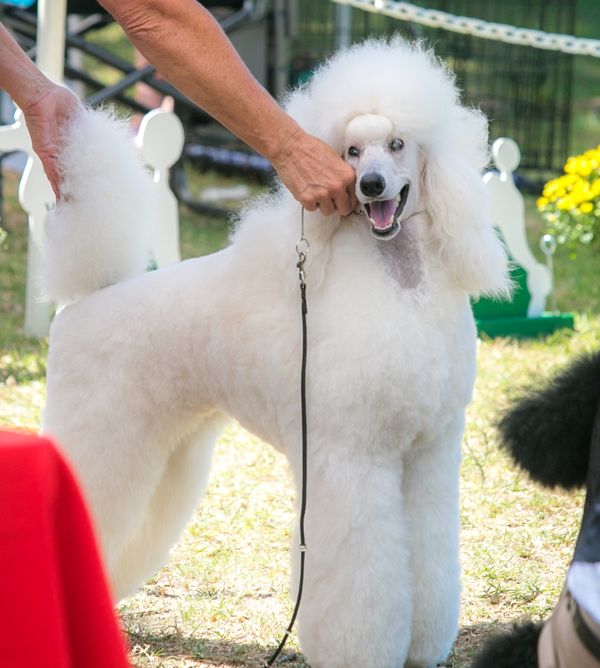 Noriko Poodles - Standard