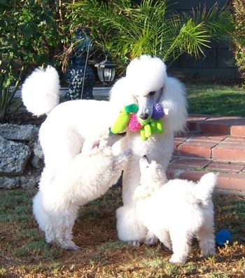 Rachell with Julie's pups
