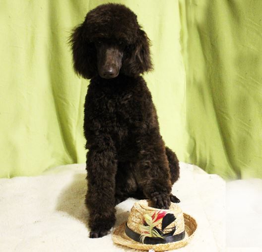 My little hand raised girl, Button, humoring me and posing for Halloween photos.
