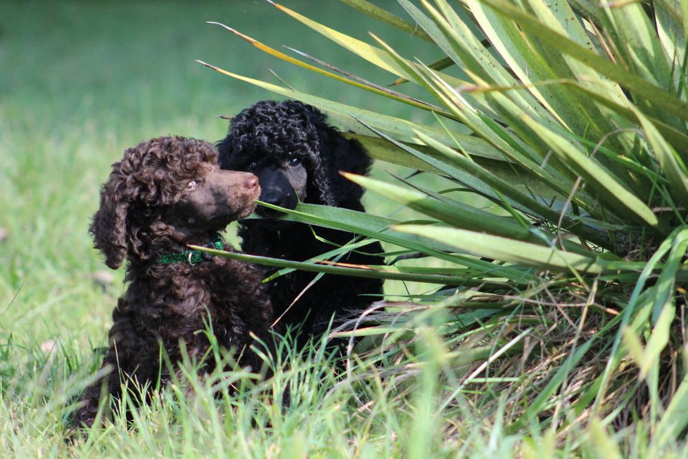 One brown boy available from our July 15th, 2022 litter.  Please complete the puppy application so we can chat.