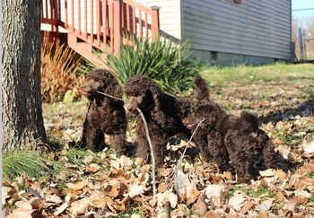 The Fates-Purple Collar is Nyota.  8.5 weeks
