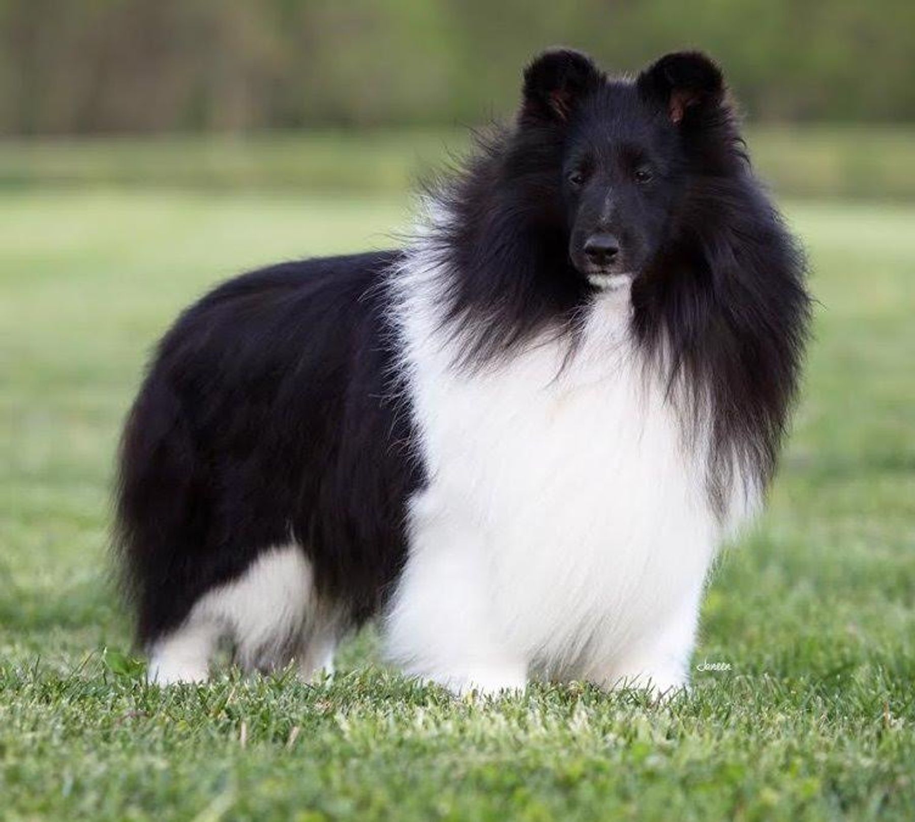 Black store diamond shelties