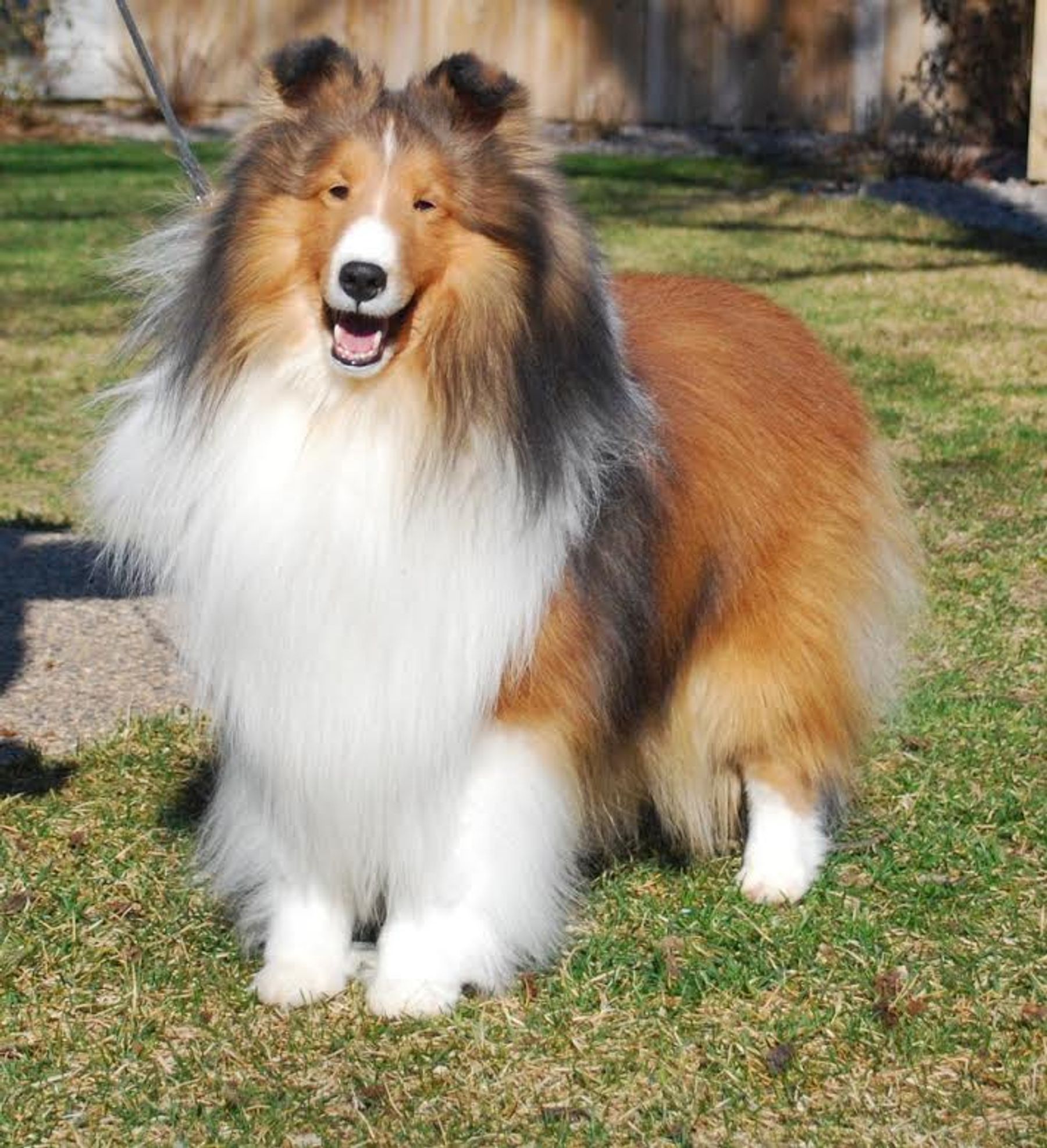 Older shelties cheap for sale