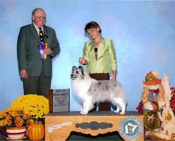 BLUE "APPLE ACRES BLUE MOON BEST OF BREED HUTCHINSON, MN. BLUE'S FIRST SHOW, WE HOPE HE HAS A PROMISING SHOW CAREER.
