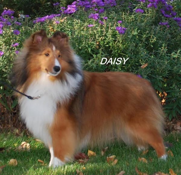 WEIS SHELTIES - Daisy's Page