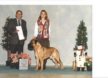 "Rudy" one of many Breeder Owner Handler Group Placement.
