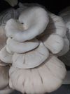 1 lb Tigress Oyster Mushrooms