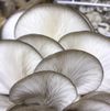 1 Lb. Jamie's Oyster Mushrooms 