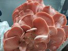 1/2 lb Pink Oyster Mushrooms