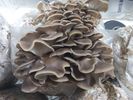 1/2 lb Itaiian Oyster Mushrooms