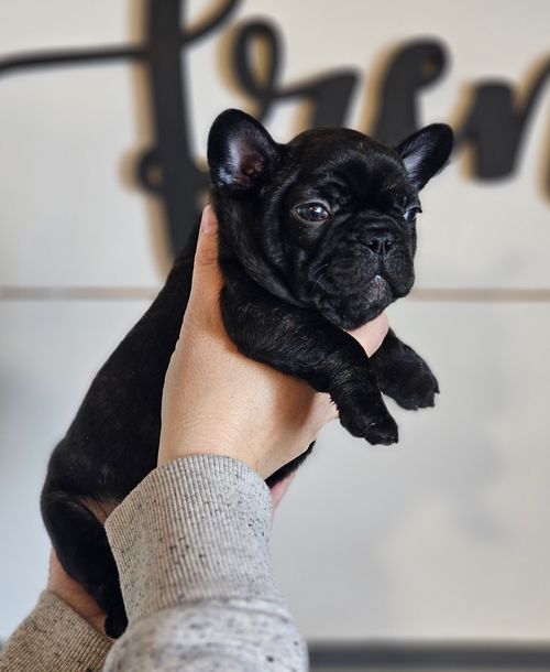 French bulldog hot sale puppies idaho