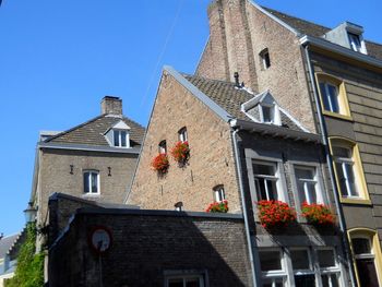 Geraniums and blue sky
