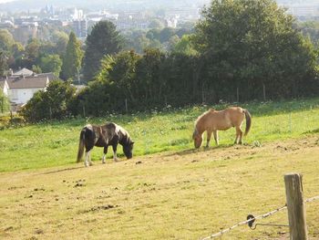 Horses in pasture
