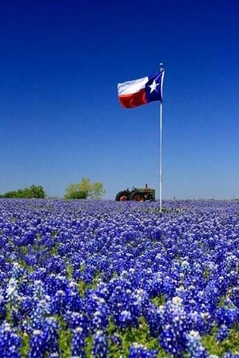 Texas Flag in field of Bluebonnets
