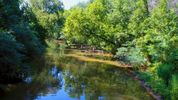  Forest / River -1080p -24 fps 