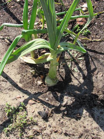 Same elephant garlic-about 6 weeks from harvest. Some will get softball size.
