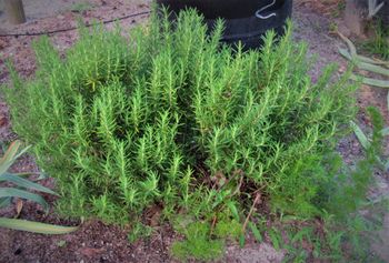 Rosemary-produces year 'round, even thru heavy frost.  Helps keep destructive insects under control.

