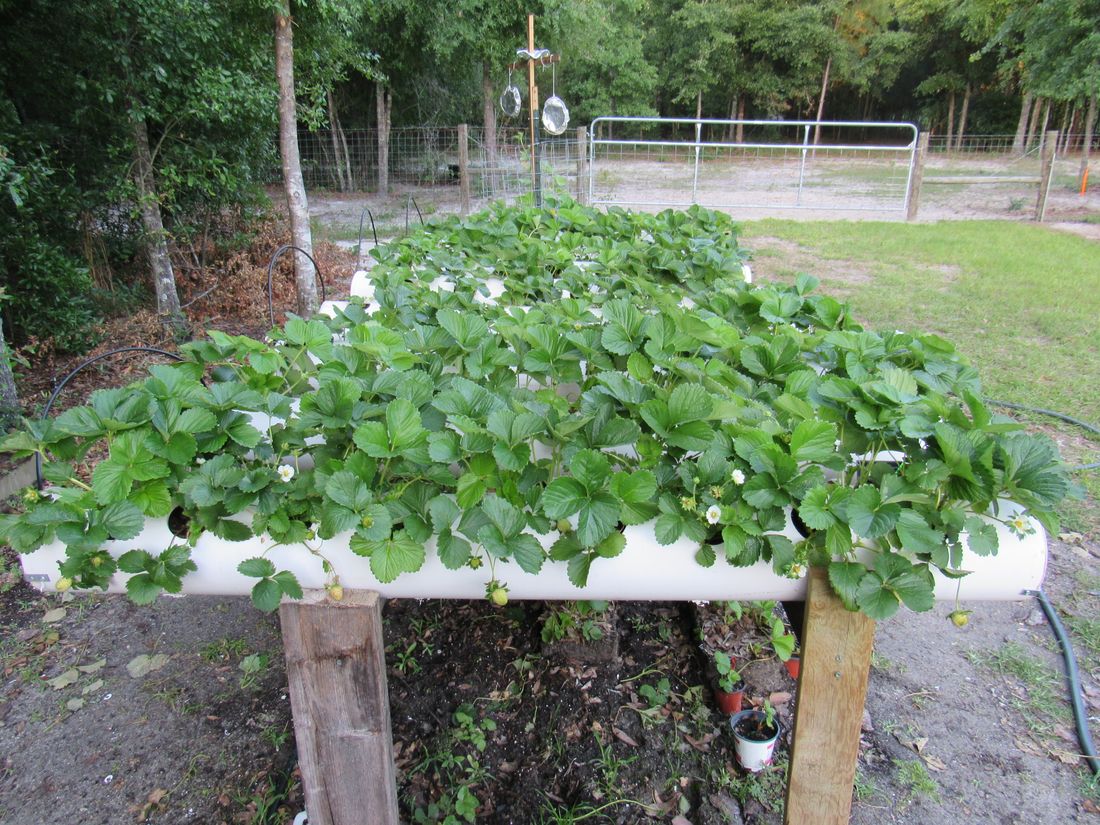 150 Ormus fed strawberry plants in PVC
