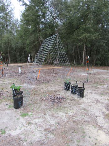 Ormus fed green beans wicking tubs and trellis ready for planting. Still servicing a little winter broccoli
