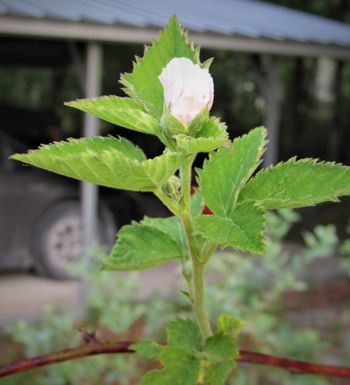 Blackberry flowering
