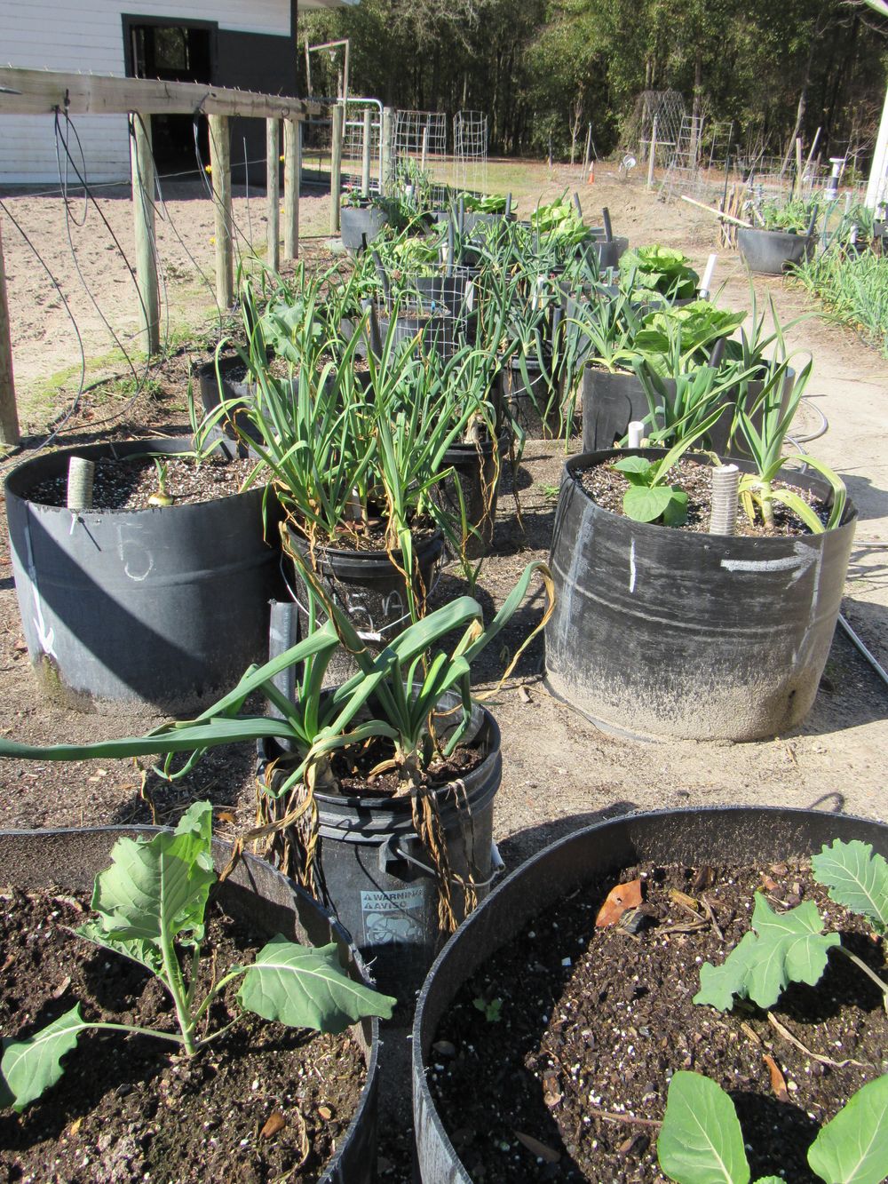 Overall view of Ormus charged wicking tubs, broccoli, onions, garlic and cabbage.
