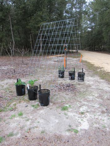 Another view green bean wicking tubs and trellis
