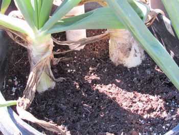 Onions in 5 gallon wicking tubs. We already harvested several smaller ones-Great for salads and any cooking.
