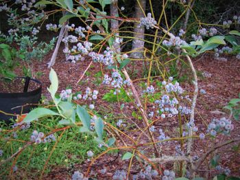 Blueberry bumper crop, just starting to ripen
