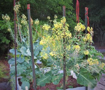 Broccoli-left to flower, a special treat to pollinators and insect predators
