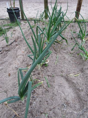 Ormus Onions
