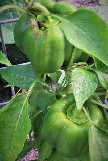 Green Bell Peppers-Dug last fall and overwintered inside. These have been producing for about a month
