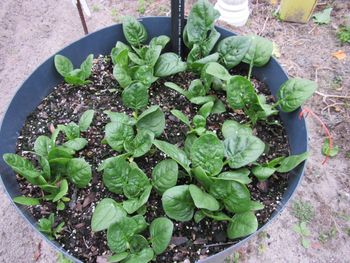 Ormus fed spinach in wicking tub
